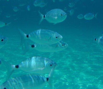 Oblade (Corse) Oblada melanura