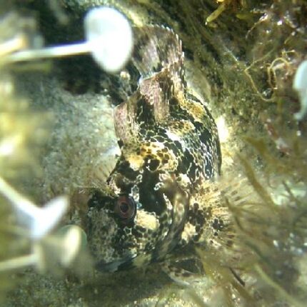 La blennie gattorugine camouflée
