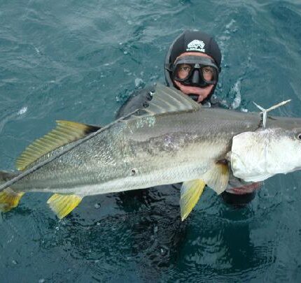 Prise d'un ombrine jaune Corvina amarilla (Panama - Pacifique)