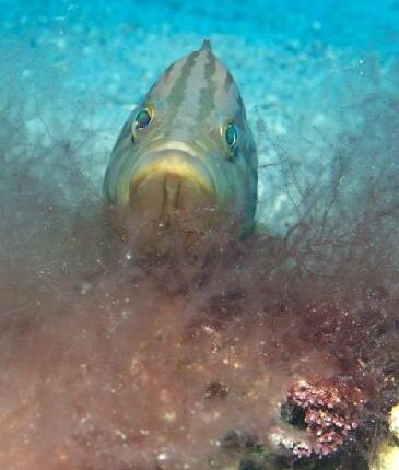 Badèche Epinephelus costae