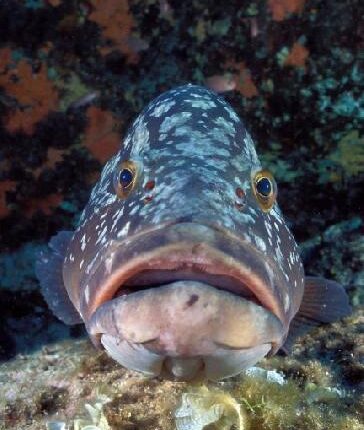 Mérou brun Epinephelus marginatus