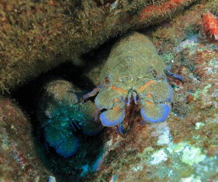 Grande Cigale de mer Scyllarides latus