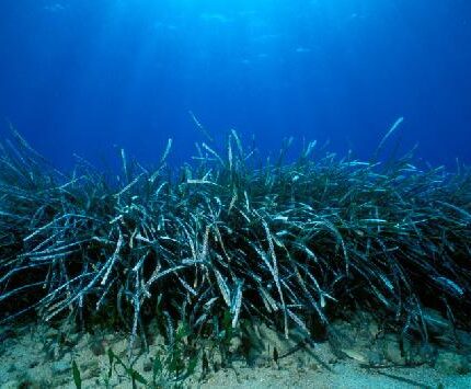 Posidonie Posidonia oceanica