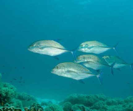 Carangue bleue (Thaïlande) Caranx melampygus