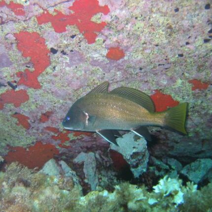 Corb (Corse) Sciaena umbra