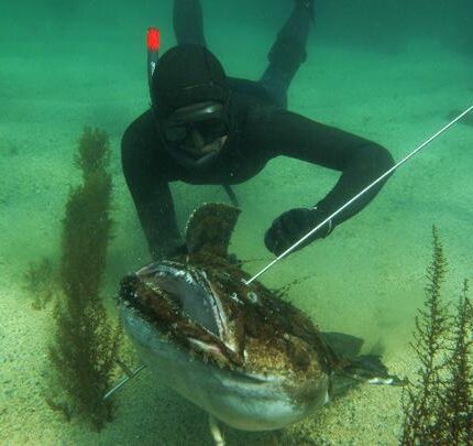 Prise d'un lophius piscatorius (Bretagne)