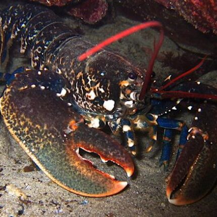 Homarus gammarus (Finistère - Plouarzel - Pointe du Corsen)