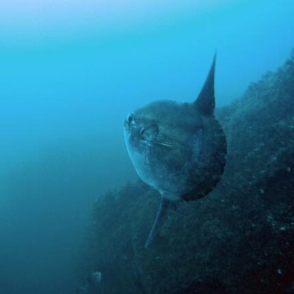 Poisson lune Mola mola