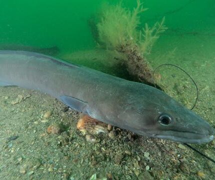 Congre en pleine eau (Normandie) Conger conger