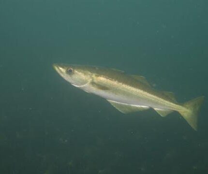 Lieu jaune (Norvège) Pollachius pollachius