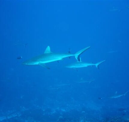 Requin gris Carcharhinus amblyrhynchos