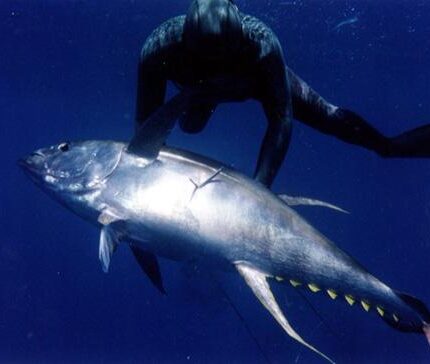 Thon jaune Thunnus albacares