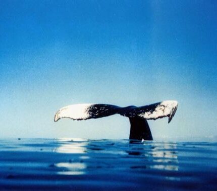 Ballaena, une baleine