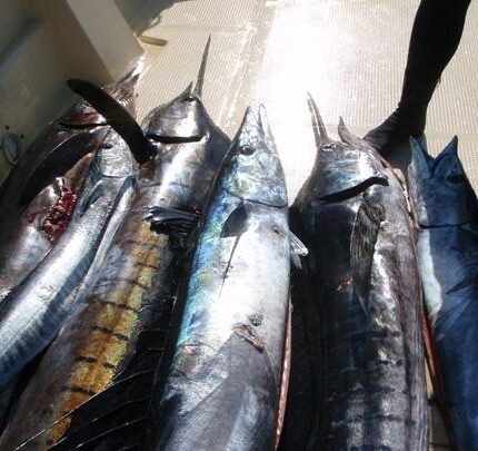 La chasse sous-marine : un art de vivre en harmonie avec la mer