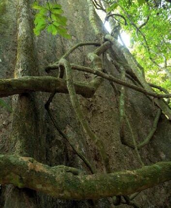 Arbres sous-marins