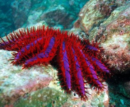 Acanthaster (Océan Indo-Pacifique) Acanthaster planci