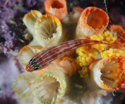 Trompettes étranges, poisson lutin chamarré.