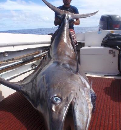 Prise d'un marlin bleu (Polynésie Française)
