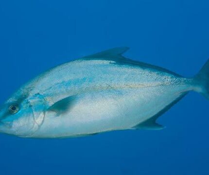 Sériole couronnée (Archipel des Açores) Seriola dumerili