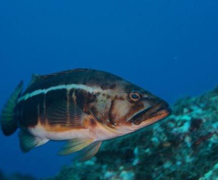Serran (Açores) Serranus atricauda