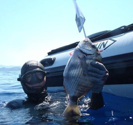 La chasse au sar Diolodus sargus