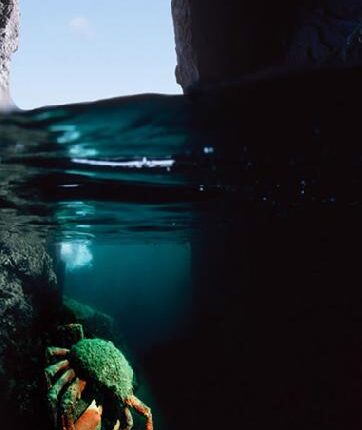 Araign&eacute;e de mer Maja brachydactyla