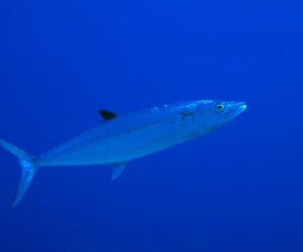 Thazard (Caraïbes) Scomberomorus regalis