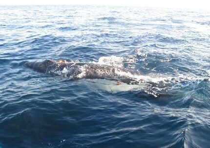 Une jeune baleine &agrave; bosse (Megaptera novaeangliae) prise dans un filet c&ocirc;tier (Costa rica)