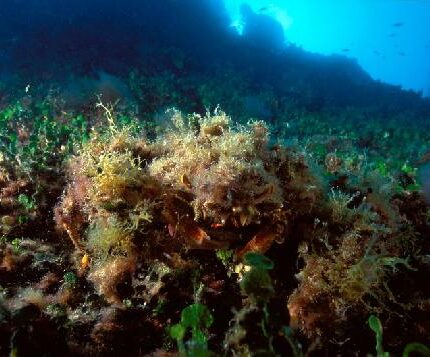 Grande araign&eacute;e de M&eacute;diterran&eacute;e Maja squinado