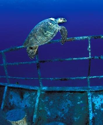 Tortue imbriqu&eacute;e Eretmochelys imbricata