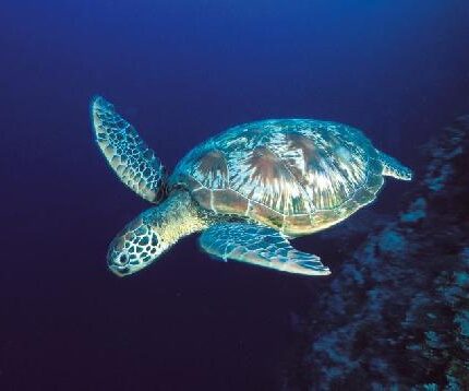 Tortue verte, tombant Chelonia mydas