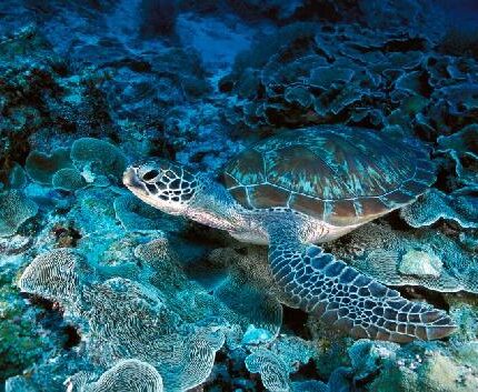 Tortue verte et corail Chelonia mydas