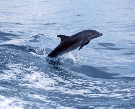 Grand dauphin, &eacute;trave Tursiops truncatus