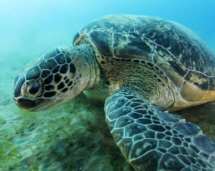 Tortue verte et phan&eacute;rogames Chelonia mydas