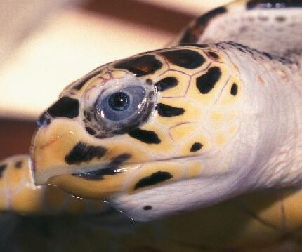 Tortue, &oelig;il, comparaisons