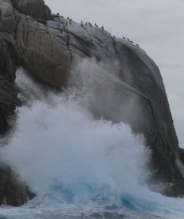 Fous bruns (Sula leucogaster) et falaise au Brésil, îles de Cabo Frio.