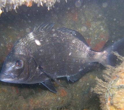 Sar (Bretagne) Diplodus sargus cadenati