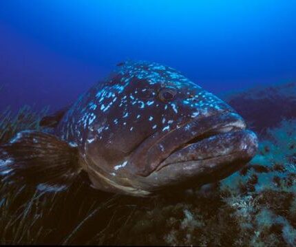 Mérou brun Epinephelus marginatus