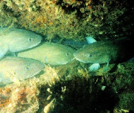 Morues (Basse Normandie) Gadus morhua