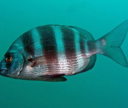 Sar tambour (Aquitaine) Diplodus cervinus