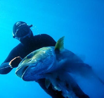 Prise d'une s&eacute;riole Seriola dumerili (M&eacute;diterran&eacute;e)