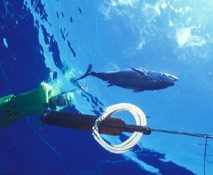La chasse au thon à dent de chien Gymnosarda unicolor (Mayotte)